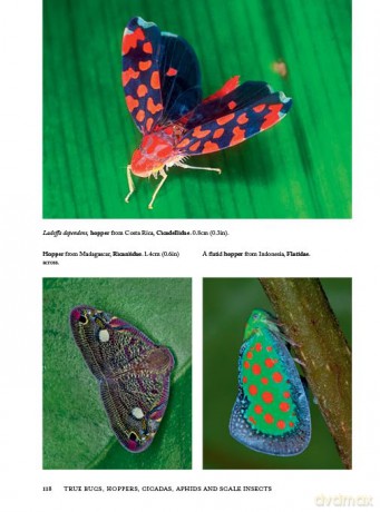 Insects of the World: A fully illustrated guide to the planet's most populous group of animals - Paul Zborowski [KSIĄŻKA]