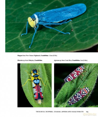 Insects of the World: A fully illustrated guide to the planet's most populous group of animals - Paul Zborowski [KSIĄŻKA]