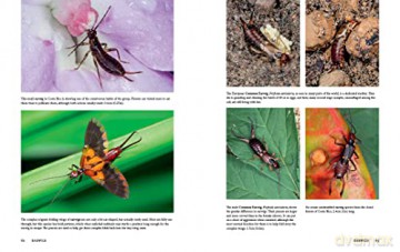 Insects of the World: A fully illustrated guide to the planet's most populous group of animals - Paul Zborowski [KSIĄŻKA]