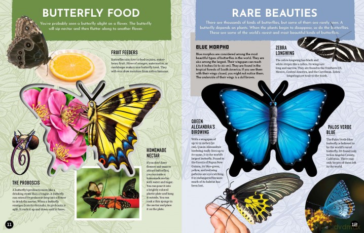 Inside Out Butterfly: Discover Nature's Most Amazing Transformation (Inside Out, Chartwell) - Editors of Chartwell Books [KSIĄŻKA]