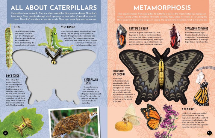 Inside Out Butterfly: Discover Nature's Most Amazing Transformation (Inside Out, Chartwell) - Editors of Chartwell Books [KSIĄŻKA]