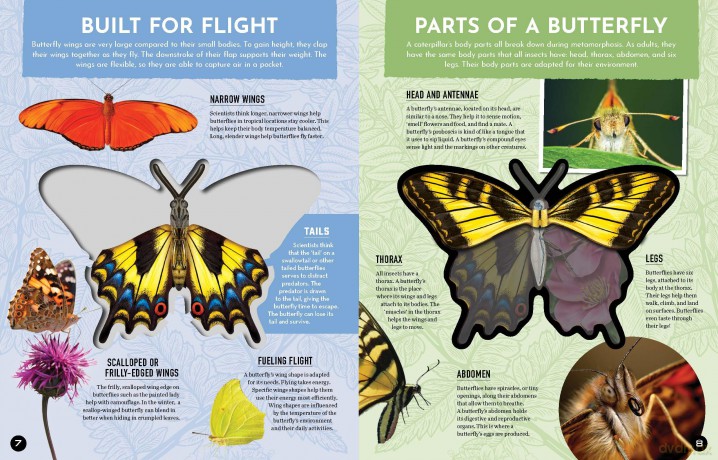 Inside Out Butterfly: Discover Nature's Most Amazing Transformation (Inside Out, Chartwell) - Editors of Chartwell Books [KSIĄŻKA]