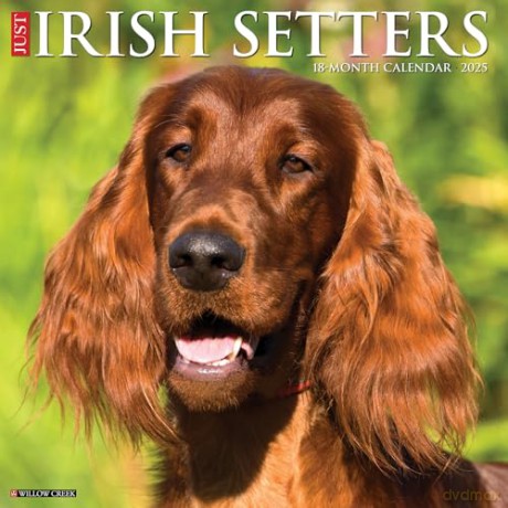 Irish Setters 2025 Wall [KSIĄŻKA]