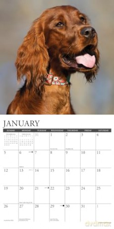 Irish Setters 2025 Wall [KSIĄŻKA]