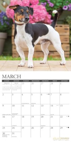 Jack Russells 2025 Wall [KSIĄŻKA]