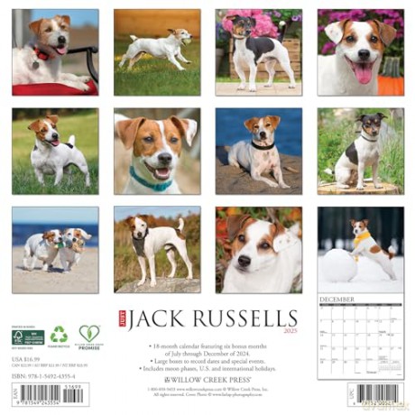 Jack Russells 2025 Wall [KSIĄŻKA]