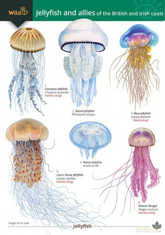 Jellyfish and Allies of the British and Irish Coast (WildID) - Rebekah Trehern [KSIĄŻKA]