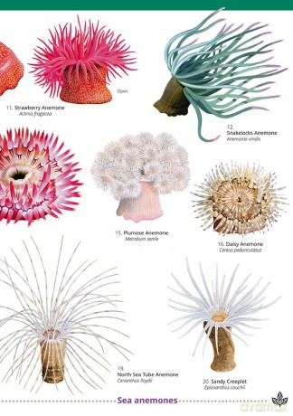Jellyfish and Allies of the British and Irish Coast (WildID) - Rebekah Trehern [KSIĄŻKA]