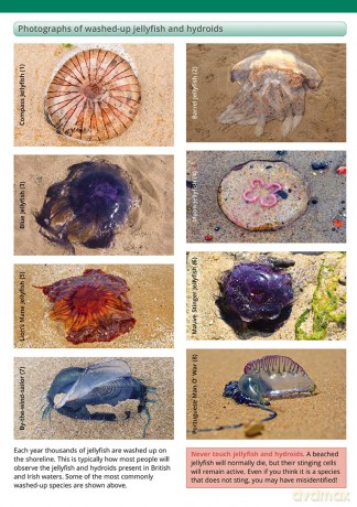 Jellyfish and Allies of the British and Irish Coast (WildID) - Rebekah Trehern [KSIĄŻKA]