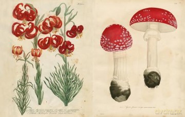 John Derian Picture Book II: 2 - John Derian [KSIĄŻKA]