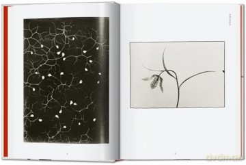 Karl Blossfeldt. The Complete Published Work. 40th Ed. - Hans Christian Adam [KSIĄŻKA]