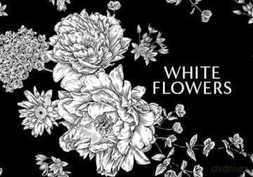 Kew - Fragrance: From plant to perfume, the botanical origins of scent - Josh Carter [KSIĄŻKA]