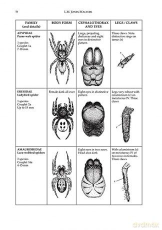 Keys to the Families of British Spiders (AIDGAP) - L. Jones-Walters [KSIĄŻKA]