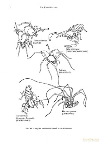 Keys to the Families of British Spiders (AIDGAP) - L. Jones-Walters [KSIĄŻKA]