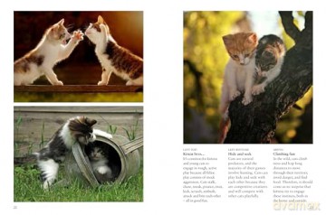 Kittens (Mini Animals) (Mini Encyclopedias) - David Alderton [KSIĄŻKA]