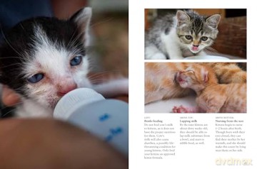 Kittens (Mini Animals) (Mini Encyclopedias) - David Alderton [KSIĄŻKA]