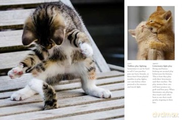 Kittens (Mini Animals) (Mini Encyclopedias) - David Alderton [KSIĄŻKA]