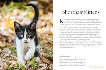 Kittens (Mini Animals) (Mini Encyclopedias) - David Alderton [KSIĄŻKA]