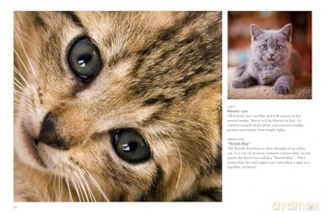 Kittens (Mini Animals) (Mini Encyclopedias) - David Alderton [KSIĄŻKA]