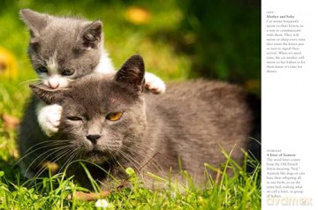 Kittens (Mini Animals) (Mini Encyclopedias) - David Alderton [KSIĄŻKA]