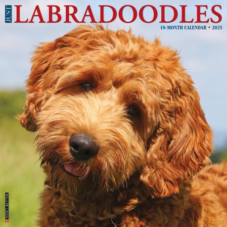 Labradoodles 2025 Wall [KSIĄŻKA]