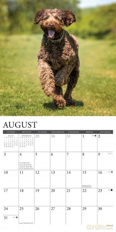 Labradoodles 2025 Wall [KSIĄŻKA]