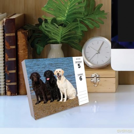 Labs 2025 Box [KSIĄŻKA]