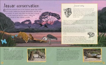 Life in the Wild: Observing the Mysterious Lives of 10 Real Animals - Lizzie Daly [KSIĄŻKA]
