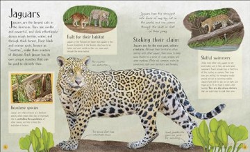 Life in the Wild: Observing the Mysterious Lives of 10 Real Animals - Lizzie Daly [KSIĄŻKA]
