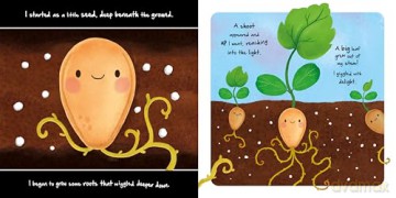 Little Pumpkin (An illustrated story about the life-cycle of a pumpkin) [KSIĄŻKA]
