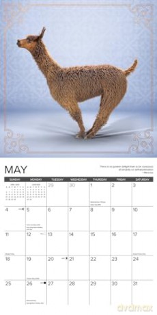 Llama Yoga 2025 Wall [KSIĄŻKA]
