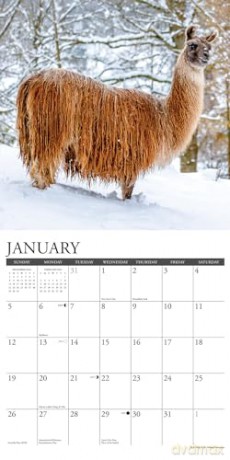 Llamas 2025 Wall [KSIĄŻKA]