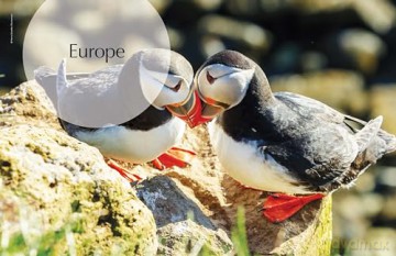 Lonely Planet The Joy of Birdwatching - Lonely Planet [KSIĄŻKA]