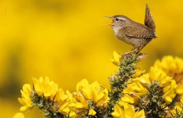 Lonely Planet The Joy of Birdwatching - Lonely Planet [KSIĄŻKA]