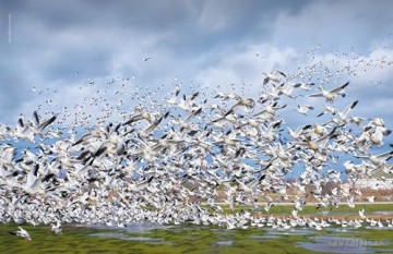 Lonely Planet The Joy of Birdwatching - Lonely Planet [KSIĄŻKA]