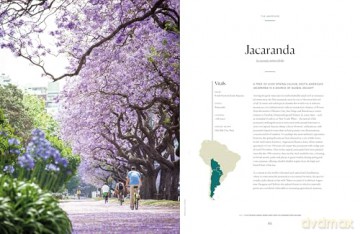 Lonely Planet The Tree Atlas - Lonely Planet [KSIĄŻKA]