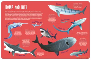 Magic Searchlight - Sharks (Seek and Find-Magic Searchlight Books) - Kit Elliot [KSIĄŻKA]