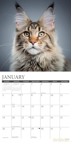 Maine Coon Cats 2025 Wall [KSIĄŻKA]