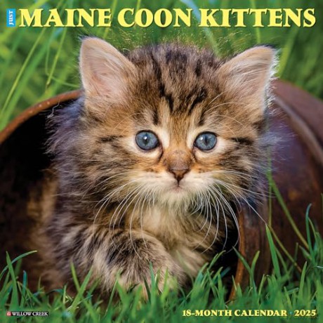 Maine Coon Kittens 2025 Wall [KSIĄŻKA]