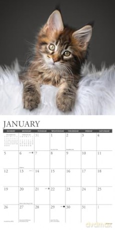 Maine Coon Kittens 2025 Wall [KSIĄŻKA]