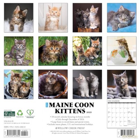 Maine Coon Kittens 2025 Wall [KSIĄŻKA]