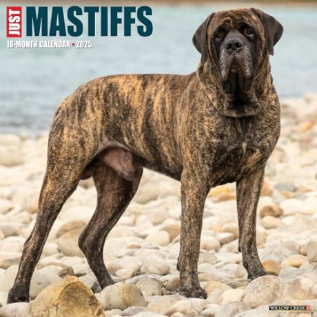 Mastiffs 2025 Wall [KSIĄŻKA]