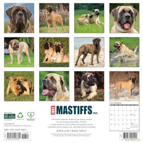 Mastiffs 2025 Wall [KSIĄŻKA]