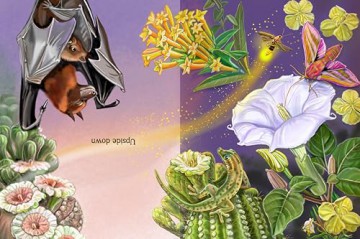 Meet the Pollinators: A Night and Day Adventure - Barbara Ciletti [KSIĄŻKA]
