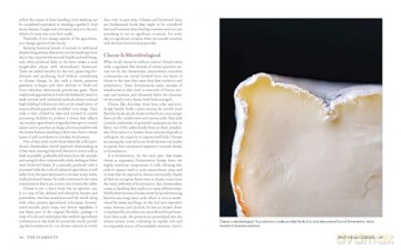 Milk Into Cheese: The Foundations of Natural Cheesemaking Using Traditional Concepts, Tools, and Techniques - David Asher [KSIĄŻKA]