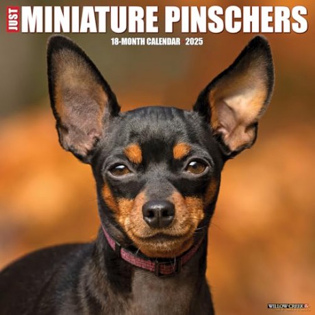 Miniature Pinschers 2025 Wall [KSIĄŻKA]