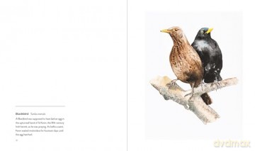 More Birds: Paintings of British Birds - Jim Moir [KSIĄŻKA]