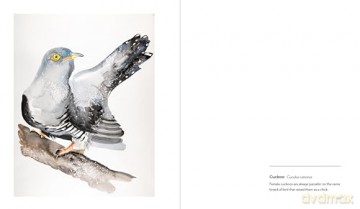 More Birds: Paintings of British Birds - Jim Moir [KSIĄŻKA]