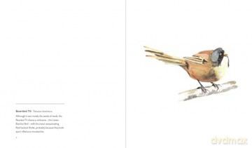 More Birds: Paintings of British Birds - Jim Moir [KSIĄŻKA]