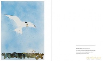 More Birds: Paintings of British Birds - Jim Moir [KSIĄŻKA]